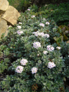 Androsace lanuginosa