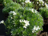 Arabis androsacea