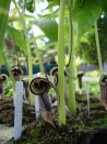 Arisaema kiushianum