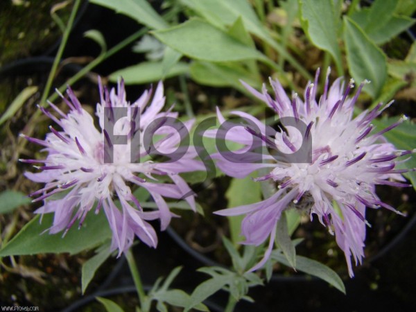 Centaurea biokovensis