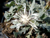 Centaurea pindicola