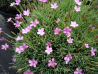 Dianthus arpadianus ssp.pumila