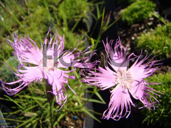 Dianthus hyssopifolius ssp.hyssopifolius