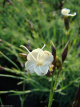 Dianthus minutiflorus