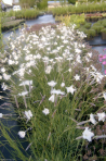 Dianthus squarrosus
