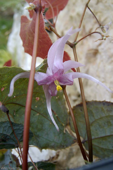 Epimedium brachyrhizum