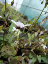 Epimedium fargesii