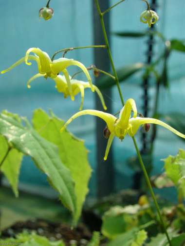 Epimedium illicifolium OG99020