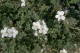Erodium chrysanthum