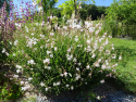 Gaura lindheimeri 'Snow storm'