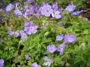 Geranium 'Rozanne'