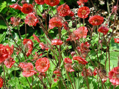 Geum rivale 'Flam of passion'