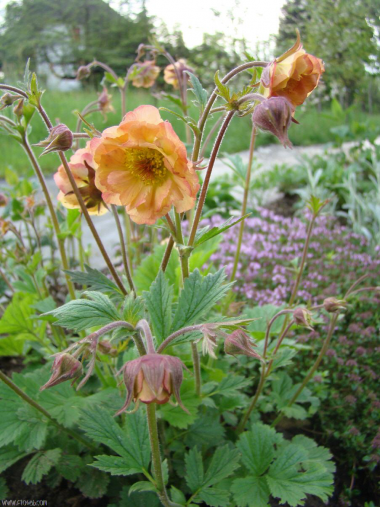 Geum rivale 'Mai Tai'