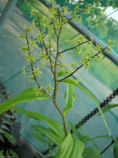 Maianthemum tatsienense