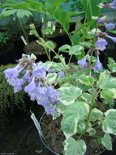 Meehania urticifolia 'wandering minstrel'