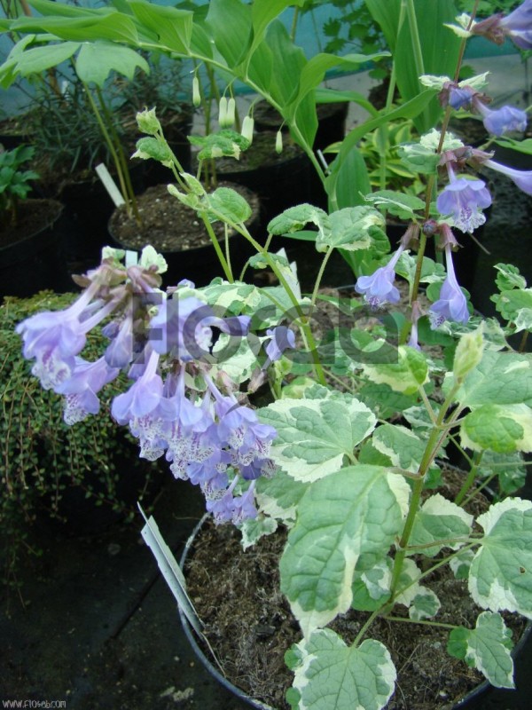 Meehania urticifolia 'wandering minstrel'