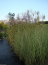Miscanthus sinensis 'Morning Light'