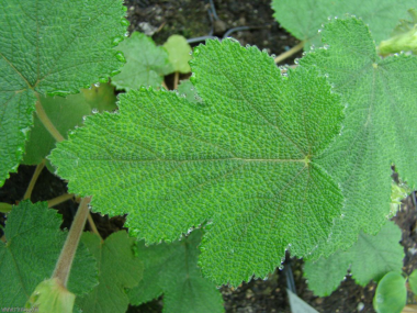 Rubus formosensis