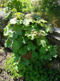 Rubus setchuenensis