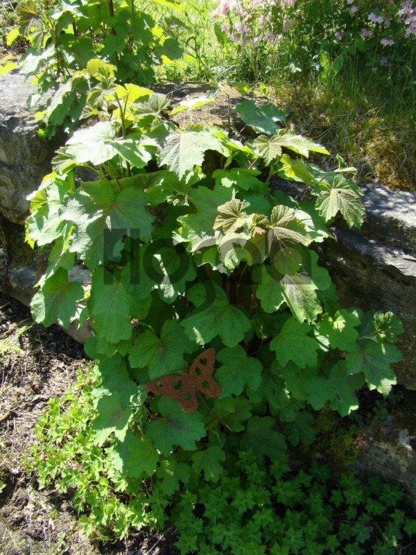 Rubus setchuenensis