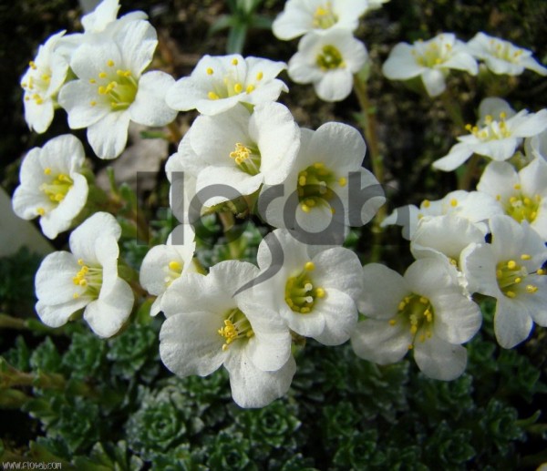 Saxifraga marginata var.coriophylla