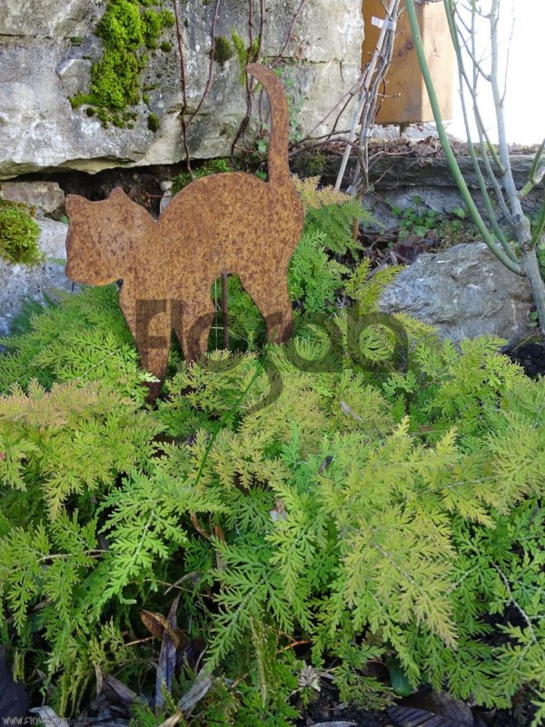 Selaginella involvens