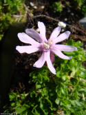 Silene davidii