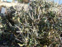 Teucrium subspinosum