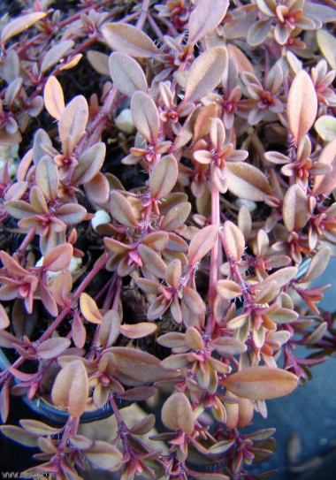 Thymus praecox ssp.polytrichus