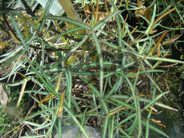 Trachelospermum asiaticum 'Theta'