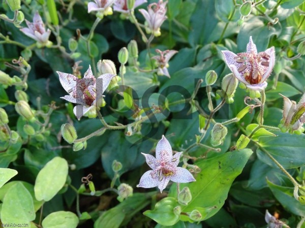 Tricyrtis formosana 'Spotted Toad' BSWJ1769
