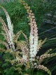Actaea japonica