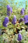 Aconitum proliferum