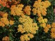 Achillea millefolium 'Terracotta'