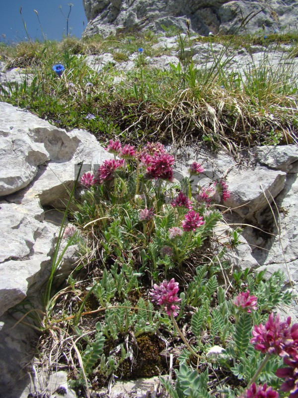 Anthyllis montana