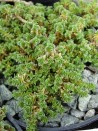 Arenaria tetraquetra