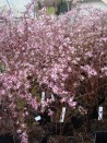 Aster lateriflorus 'Prince'