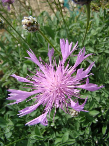 Centaurea bella