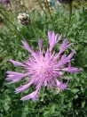 Centaurea bella