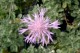Centaurea simplicicaulis
