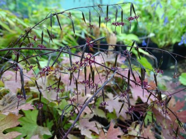 Diaspananthus uniflorus