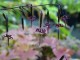 Diaspananthus uniflorus