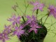 Dianthus hyssopifolius ssp.hyssopifolius