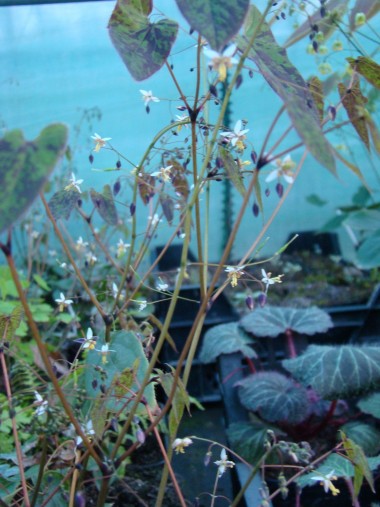 Epimedium myrianthum