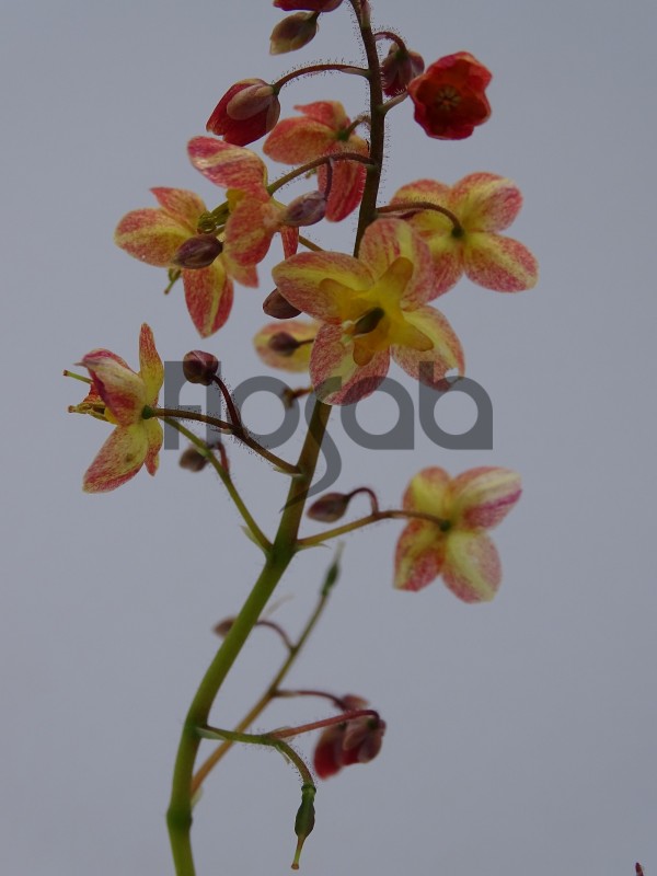 Epimedium x 'Ellen Willmott'