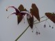 Epimedium acuminatum 'Monastry'