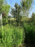 Molinia caerulea 'Transparent'