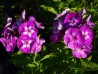 Phlox paniculata 'Laura'