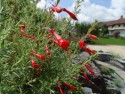 Epilobium canum