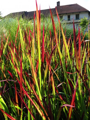 Imperata cylindrica 'Red Baron'